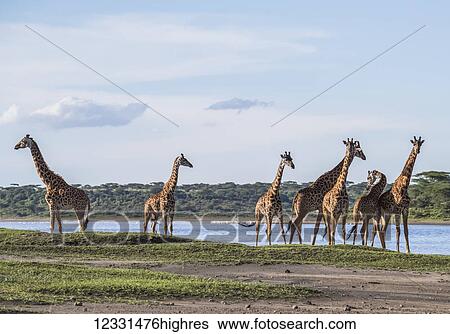 Animals View Large Photo Image Stock Photograph - Animals. Fotosearch