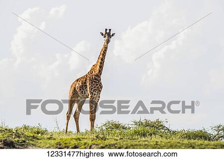 Stock Photograph - Animals. Fotosearch