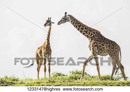 Animals View Large Photo Image Stock Photograph - Animals. Fotosearch