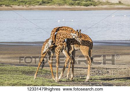 Animals View Large Photo Image Stock Photograph - Animals. Fotosearch