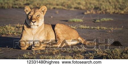 Animals View Large Photo Image Stock Photograph - Animals. Fotosearch
