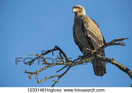 Stock Photograph - Animals. Fotosearch