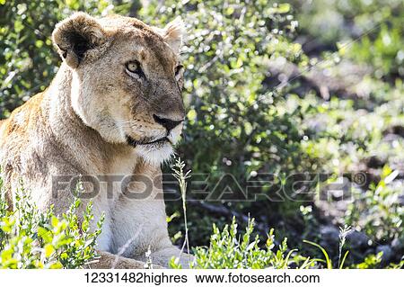 Stock Photograph - Animals. Fotosearch