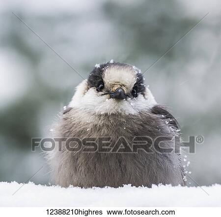 Animals View Large Photo Image Stock Photograph - Animals. Fotosearch