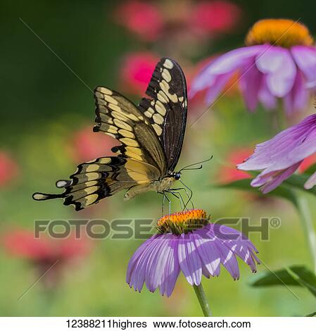 Stock Photograph - Animals. Fotosearch