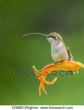 Stock Photograph - Animals. Fotosearch