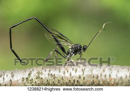 Stock Photograph - Animals. Fotosearch