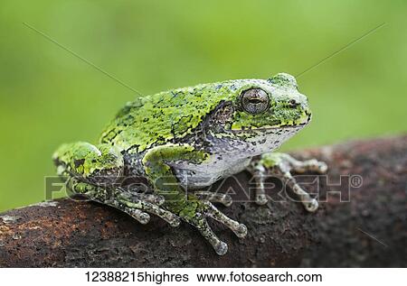 Stock Photograph - Animals. Fotosearch