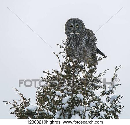 Stock Photograph - Animals. Fotosearch