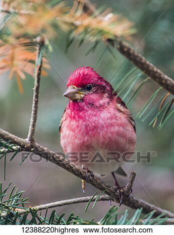 Animals View Large Photo Image Stock Photograph - Animals. Fotosearch