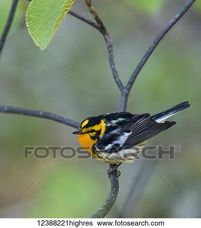 Stock Photograph - Animals. Fotosearch