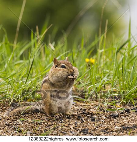 Stock Photograph - Animals. Fotosearch