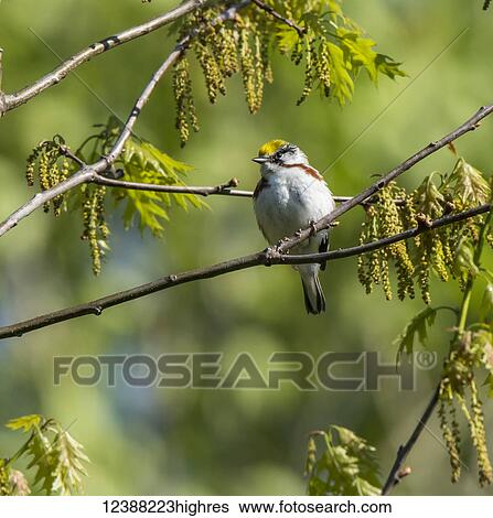 Animals View Large Photo Image Stock Photograph - Animals. Fotosearch