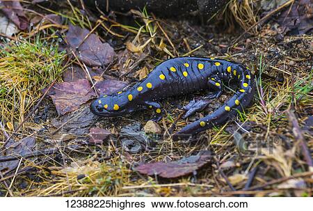 Stock Photograph - Animals. Fotosearch