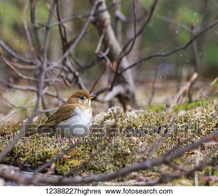 Animals View Large Photo Image Stock Photograph - Animals. Fotosearch