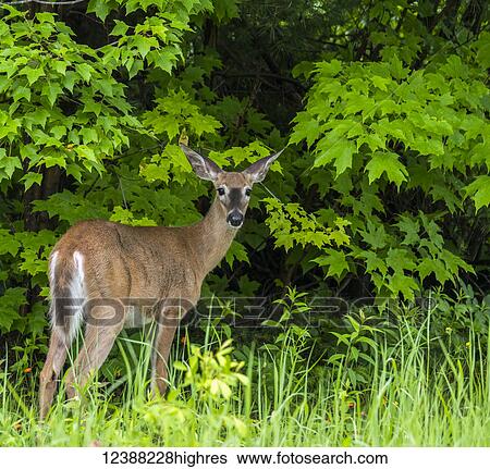 Stock Photograph - Animals. Fotosearch