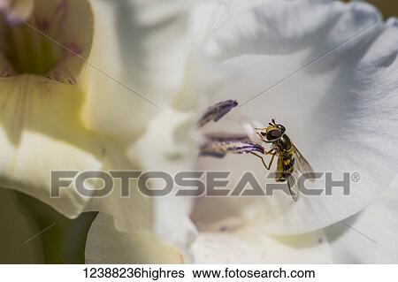 Stock Photograph - Animals. Fotosearch