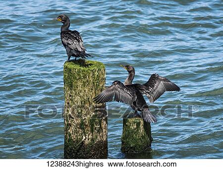 Stock Photograph - Animals. Fotosearch