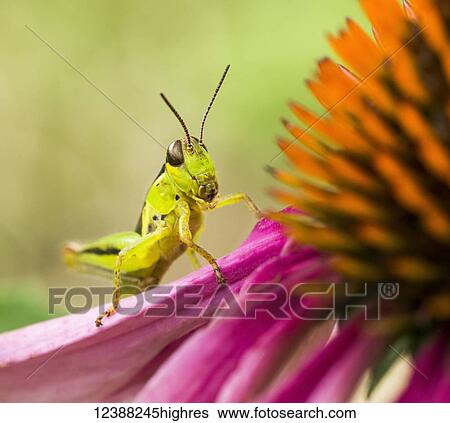 Stock Photograph - Animals. Fotosearch