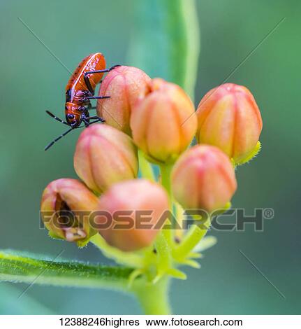 Stock Photograph - Animals. Fotosearch