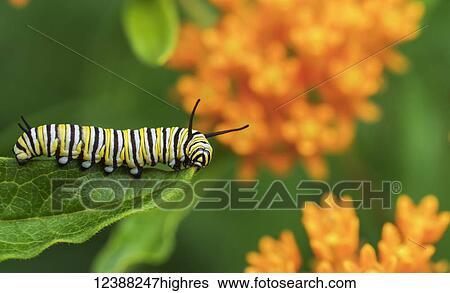 Stock Photograph - Animals. Fotosearch