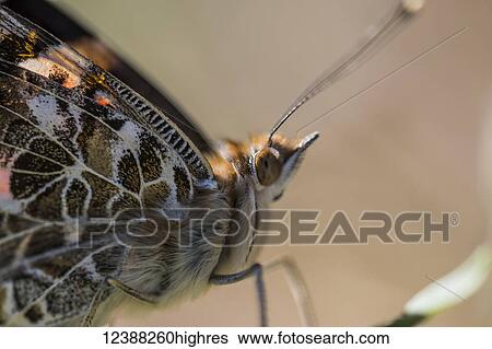 Stock Photograph - Animals. Fotosearch