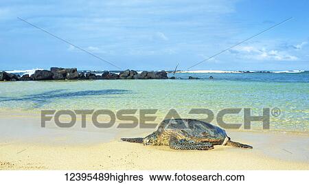 Animals View Large Photo Image Stock Photograph - Animals. Fotosearch