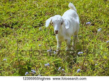 Animals View Large Photo Image Stock Photograph - Animals. Fotosearch