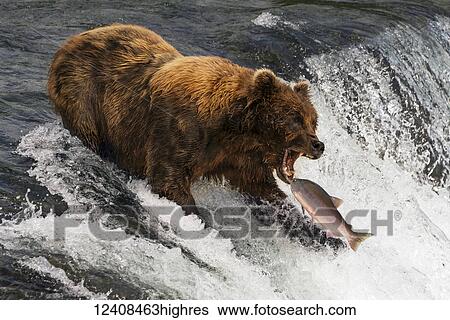 Animals View Large Photo Image Stock Photograph - Animals. Fotosearch
