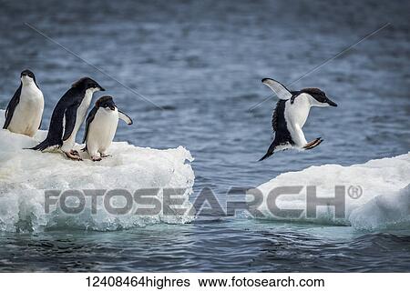 Stock Photograph - Animals. Fotosearch