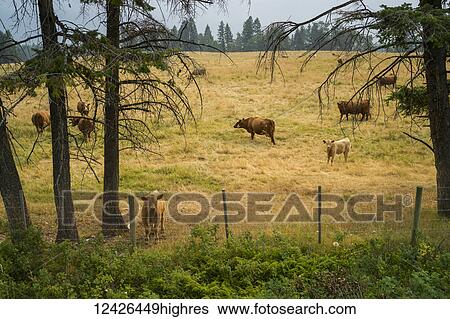 Animals View Large Photo Image Stock Photograph - Animals. Fotosearch