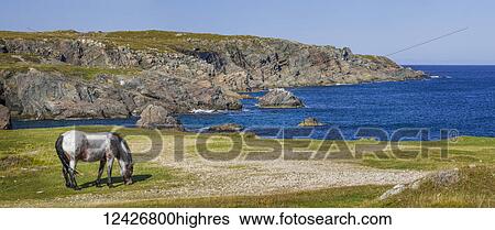 Stock Photograph - Animals. Fotosearch