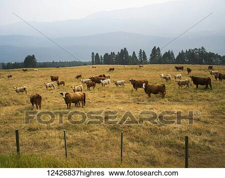 Stock Photograph - Animals. Fotosearch