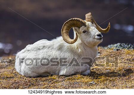 Animals View Large Photo Image Stock Photograph - Animals. Fotosearch
