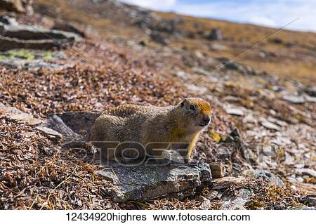 Animals View Large Photo Image Stock Photograph - Animals. Fotosearch