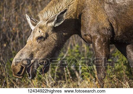Stock Photograph - Animals. Fotosearch