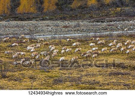 Animals View Large Photo Image Stock Photograph - Animals. Fotosearch