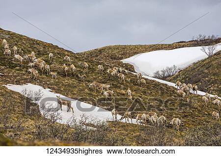 Animals View Large Photo Image Stock Photograph - Animals. Fotosearch