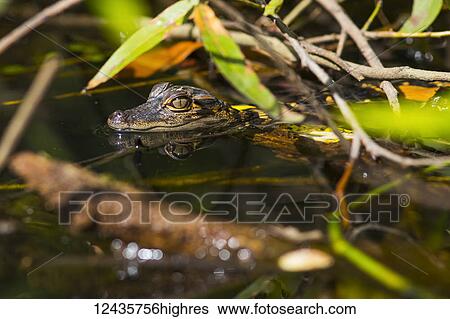 Animals View Large Photo Image Stock Photograph - Animals. Fotosearch