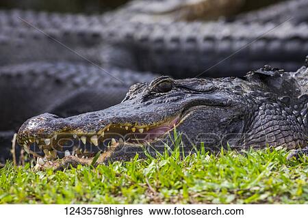 Stock Photograph - Animals. Fotosearch