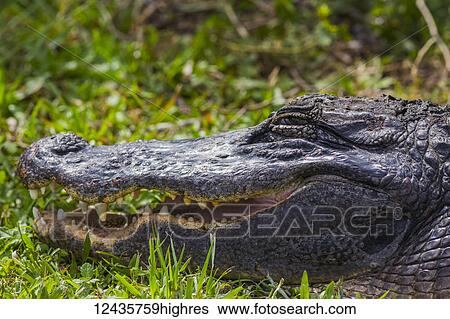 Stock Photograph - Animals. Fotosearch