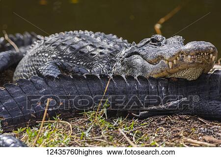 Animals View Large Photo Image Stock Photograph - Animals. Fotosearch