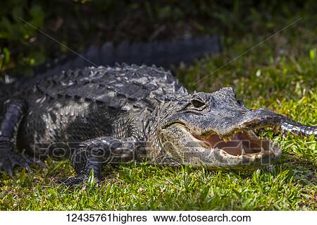 Stock Photograph - Animals. Fotosearch