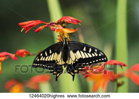 Stock Photograph - Anise Swallowtail (Papilio zelicaon) feeds on Montbretia blossoms; Astoria, Oregon, United States of America. Fotosearch