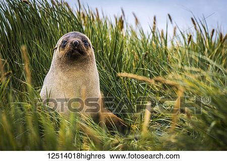 Antarctic fur Seal (Arctocephalus gazella) sitting in tussock grass; Antarctica View Large Photo Image Stock Photograph - Antarctic fur Seal (Arctocephalus gazella) sitting in tussock grass; Antarctica. Fotosearch