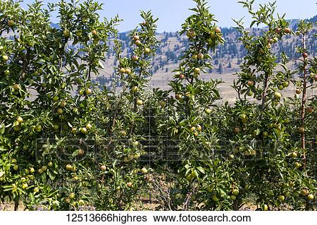 Stock Photograph - Apple trees in Keremeos orchard; Keremeos, British Columbia, Canada. Fotosearch