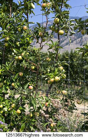 Stock Photograph - Apple trees in Keremeos orchard; Keremeos, British Columbia, Canada. Fotosearch