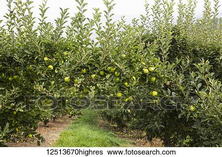 Apple trees with green apples growing in an orchard; British Columbia, Canada View Large Photo Image Stock Photograph - Apple trees with green apples growing in an orchard; British Columbia, Canada. Fotosearch