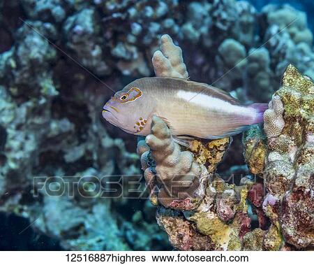 Arc-eye Hawkfish (Paracirrhites arcatus) resting on finger coral (Porites compressa) off the Kona coast; Island of Hawaii, Hawaii, United States of America View Large Photo Image Stock Photograph - Arc-eye Hawkfish (Paracirrhites arcatus) resting on finger coral (Porites compressa) off the Kona coast; Island of Hawaii, Hawaii, United States of America. Fotosearch