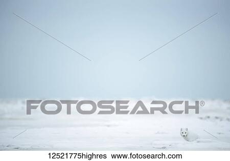 Arctic fox (Vulpes lagopus) in the snow on the coast of Hudson Bay; Churchill, Manitoba, Canada View Large Photo Image Stock Photograph - Arctic fox (Vulpes lagopus) in the snow on the coast of Hudson Bay; Churchill, Manitoba, Canada. Fotosearch